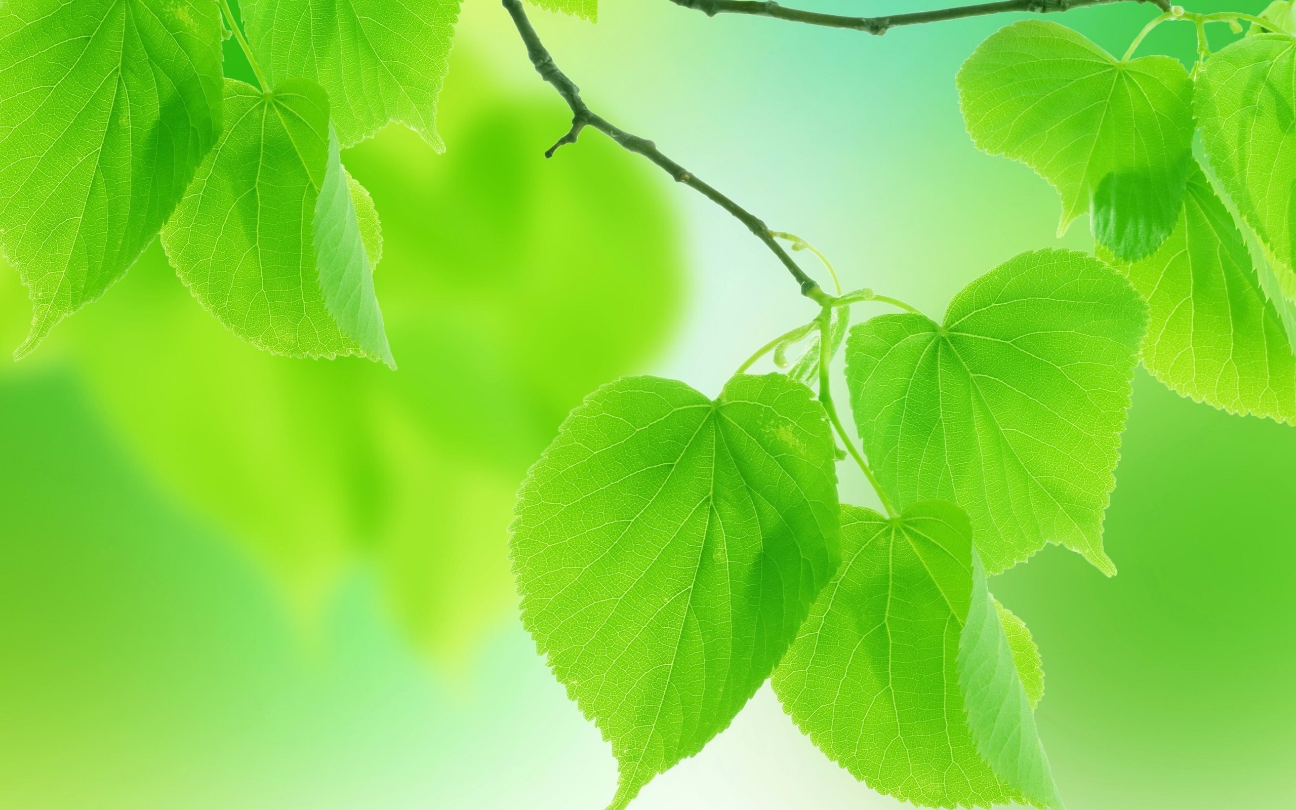 Leaves Green Close Up Branch - [2560 x 1600]