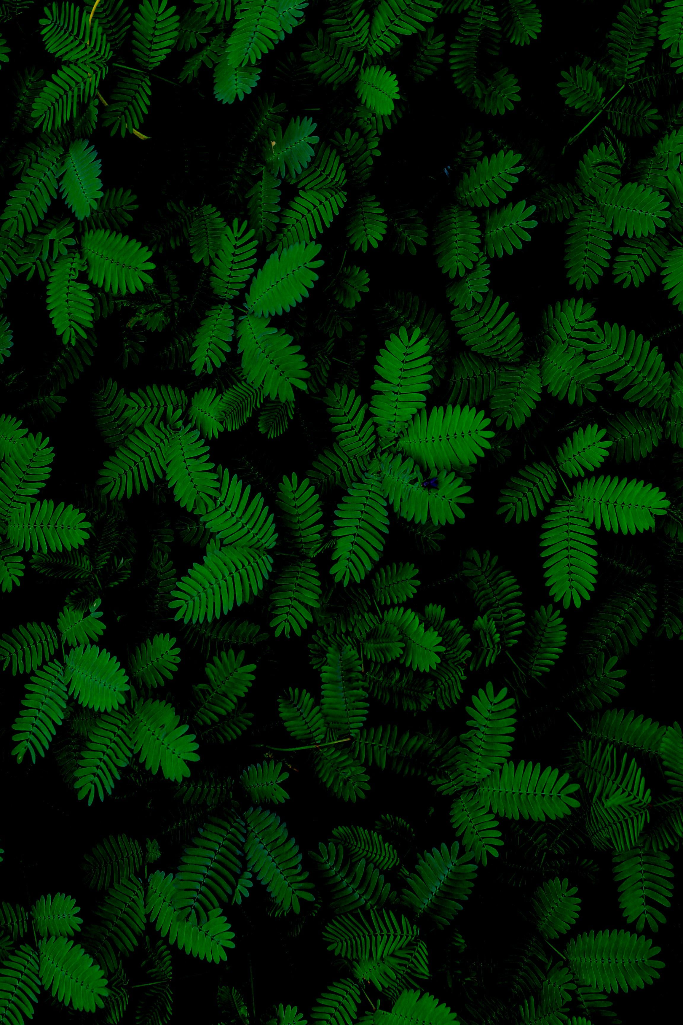 Leaves Phone Wallpaper