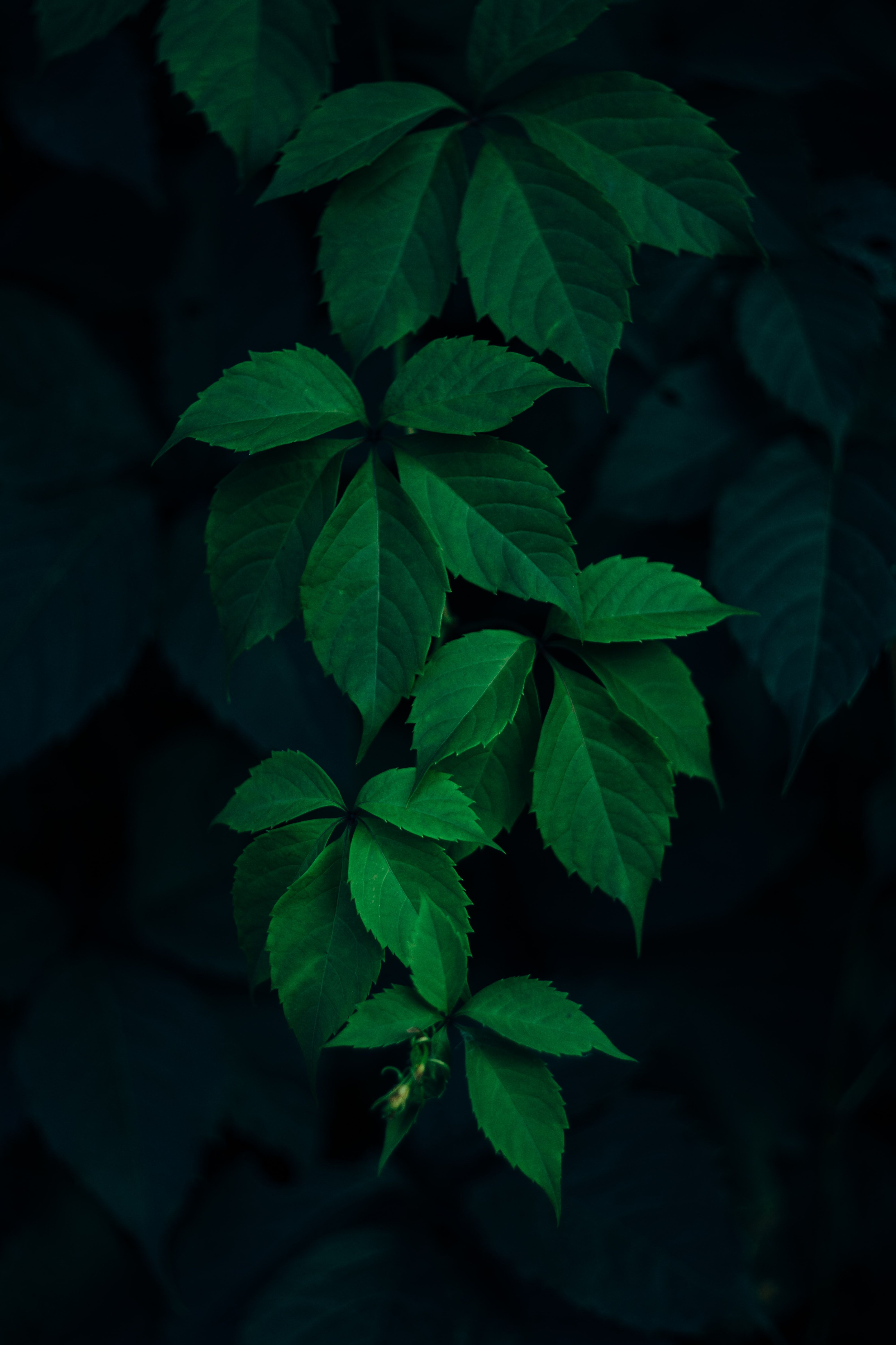 Leaves Phone Wallpaper [4000x6000] - 022