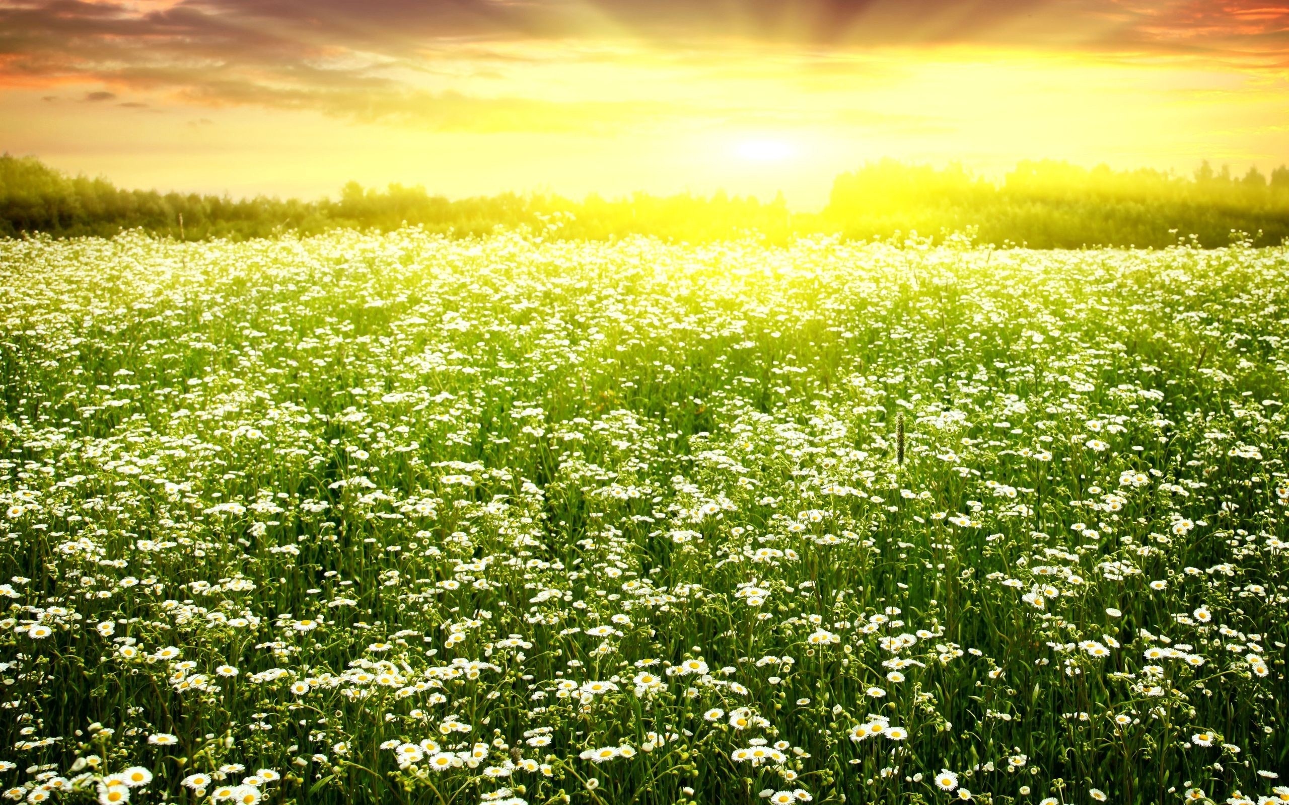 поле цветы природа солнце небо скачать