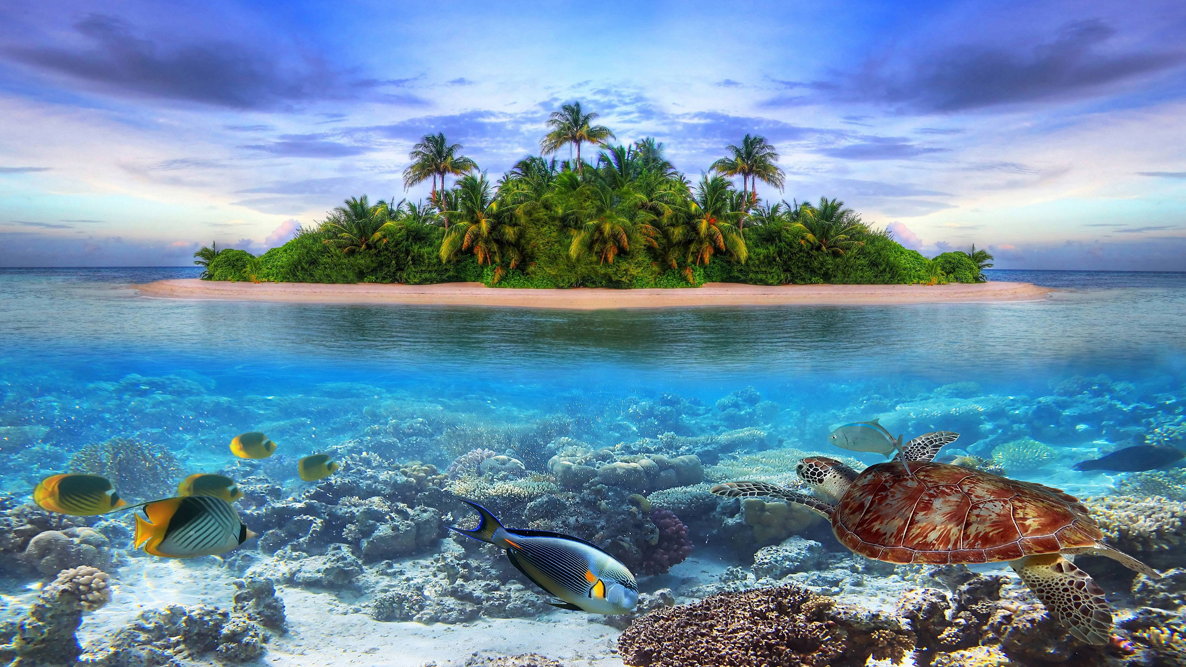marine life on a