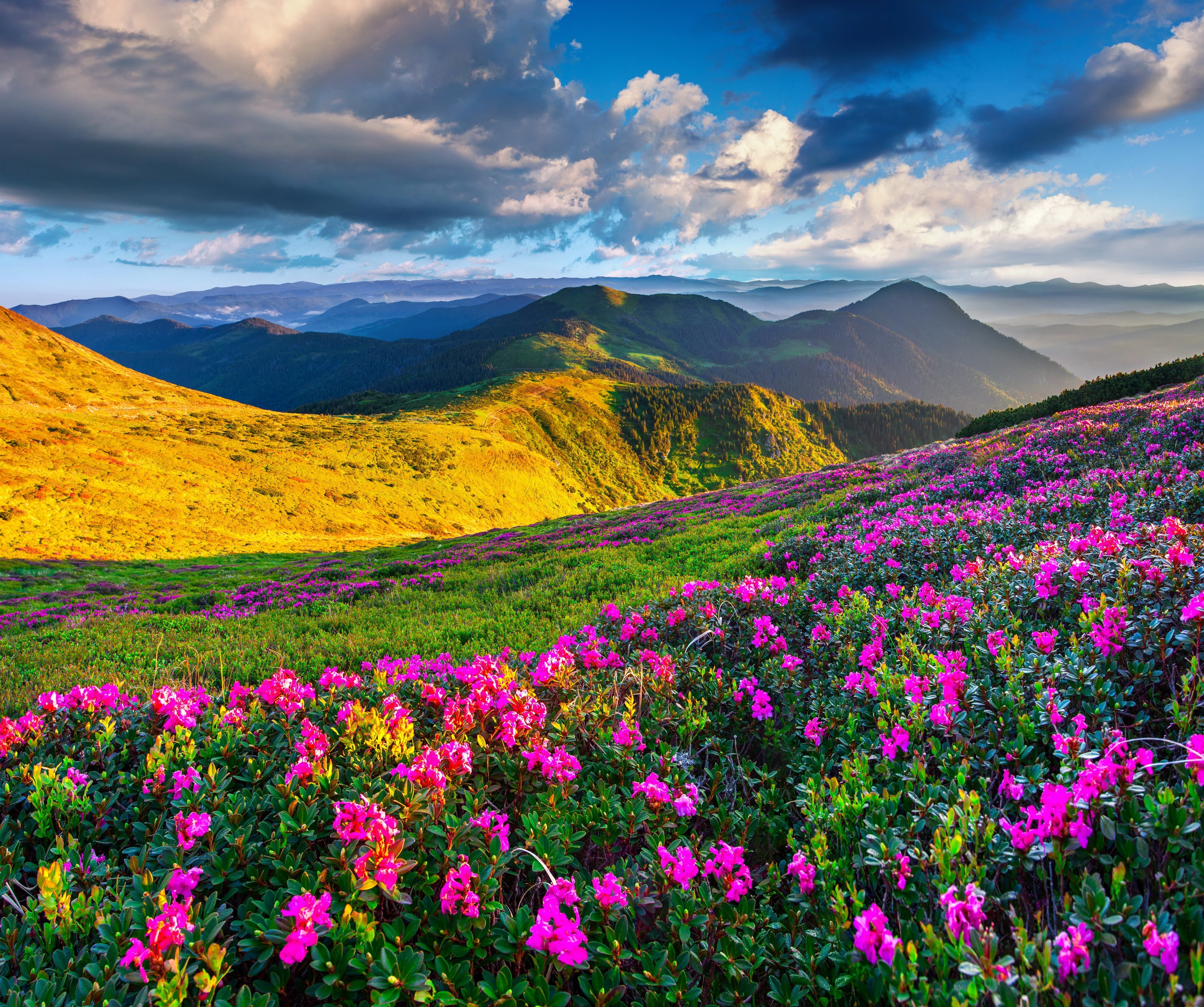 Холмы цветы. Альпийские Луга Франции. Швеция Альпийские Луга. Альпийские Луга Испании. Цветущая Долина горный Алтай.