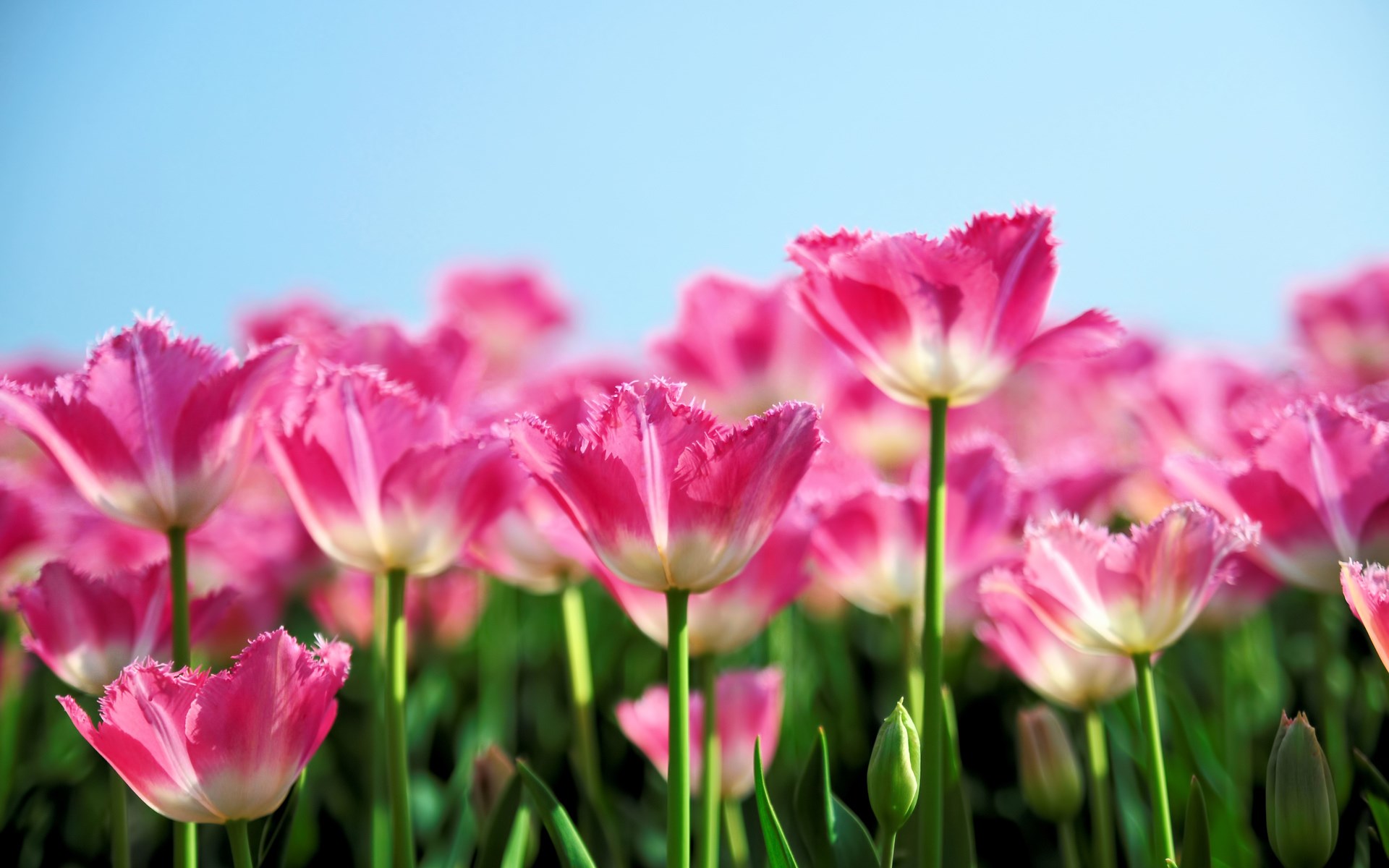 природа цветы тюльпан розовый nature flowers Tulip pink без смс