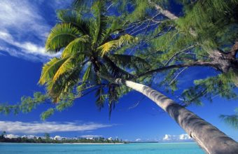 Palm Tree Society Island Beach 1600 x 1200 340x220