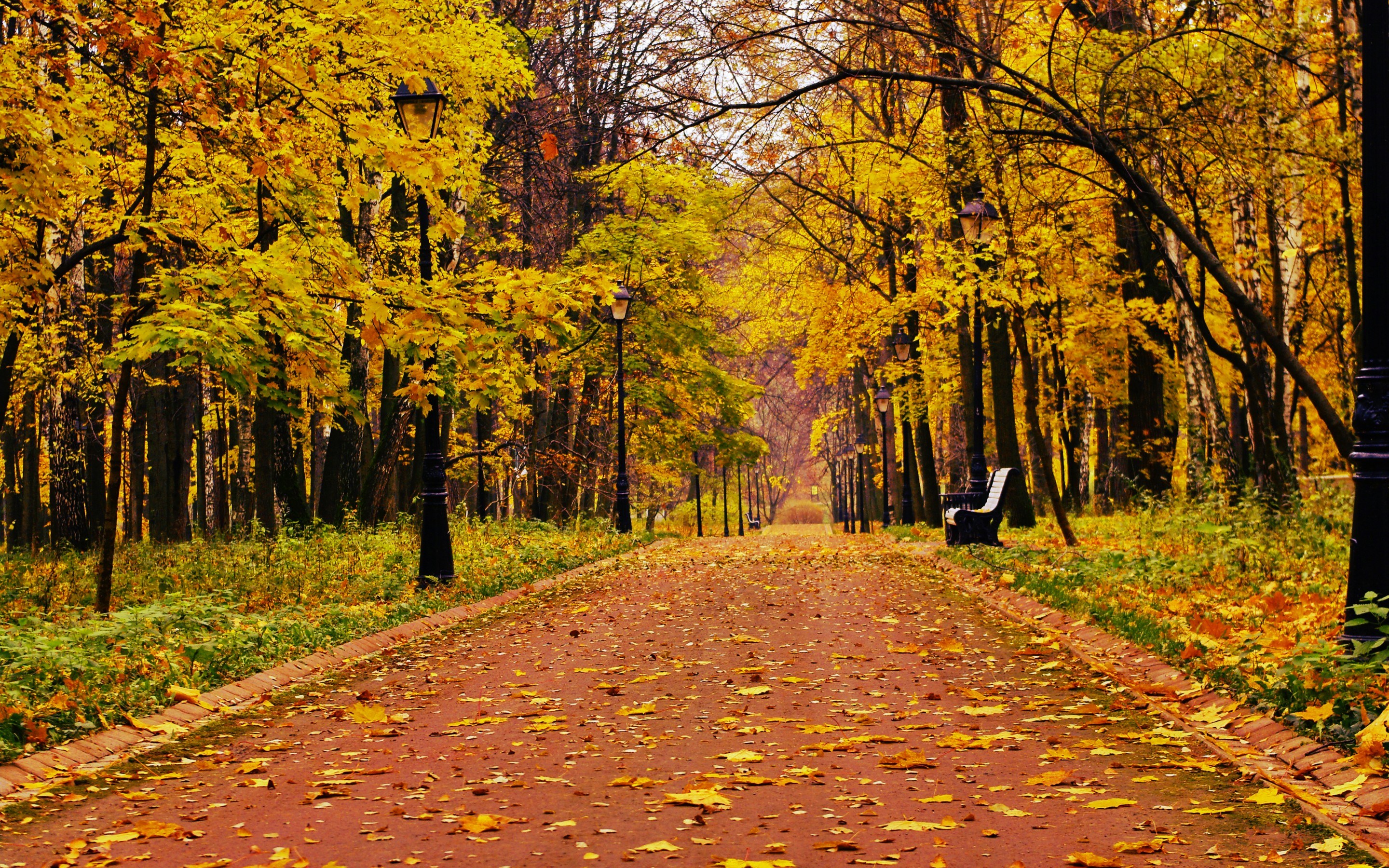 Park Forest Alone Bench Bench X 1800