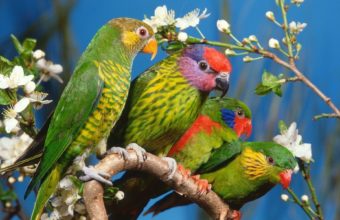 Parrot Wallpapers 11 1920 x 1200 340x220