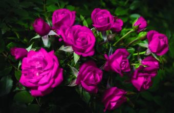 Purple Roses Flowers 1830 x 1180 340x220