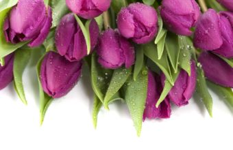Purple Wet Tulips Wallpaper 1920x1080 1920 x 1080 340x220