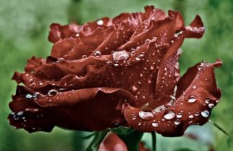 RED Rose Petals Drops Water Dew 1920 x 1134 340x220
