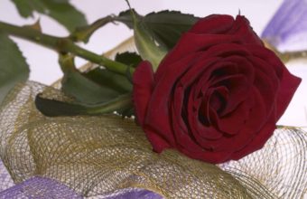 Red Rose Flower 2560 x 1580 340x220