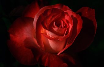 Dark red rose