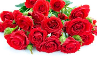 Red Roses Bouquet Petals Flowers 4244 x 2796 340x220