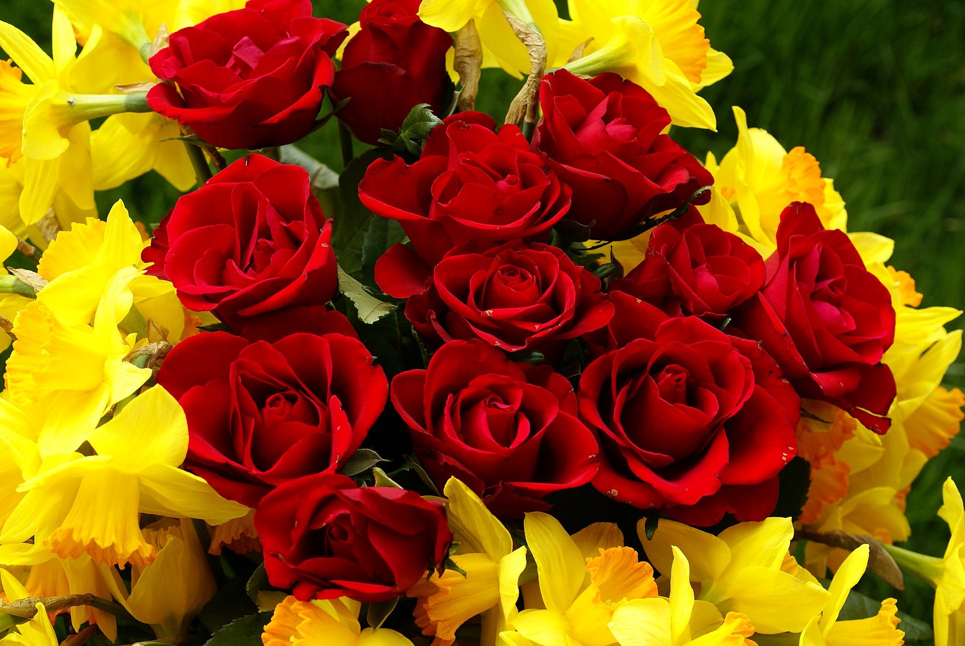 red roses and narcissus