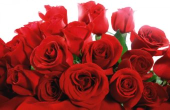 Red Valentine Roses 1680 x 1050 340x220