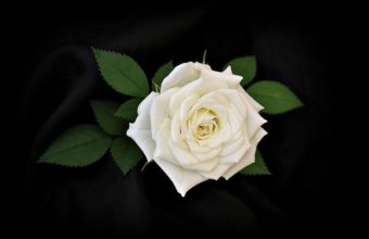 Rose Flower White 1165 x 900 340x220