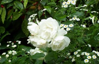 Rose White Bush 1920 x 1280 340x220