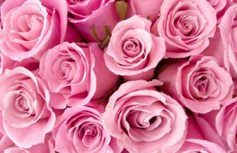 Roses Flower Petals 1920 x 1080 340x220