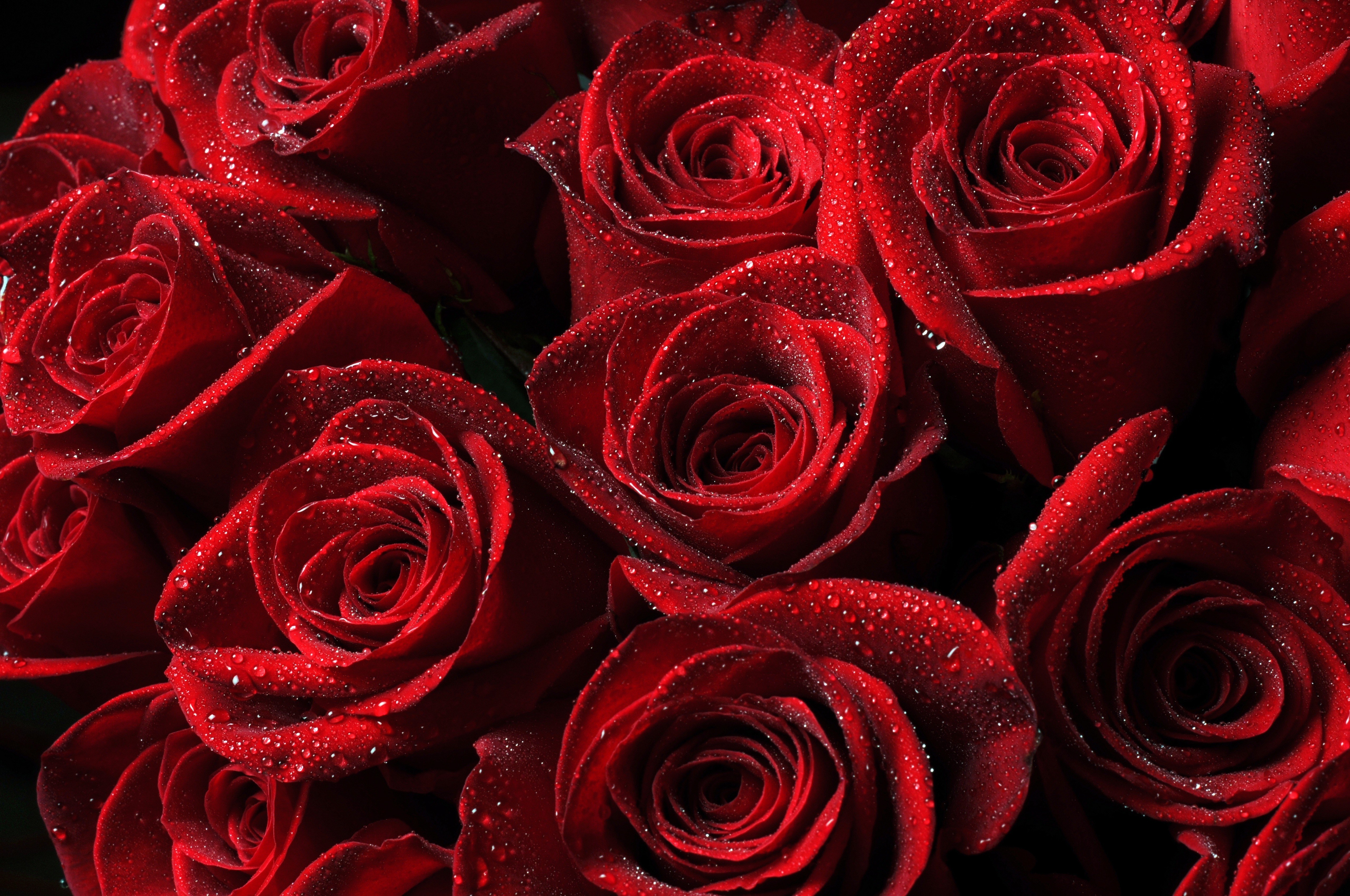 Beautiful rose flowers. Розы. Красные розы. Шикарные цветы.