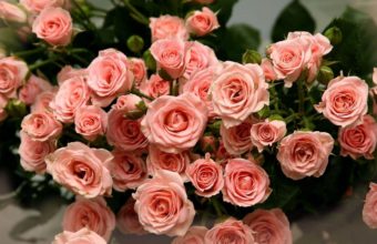 Roses Rose Petals Bouquet 1440 x 810 340x220