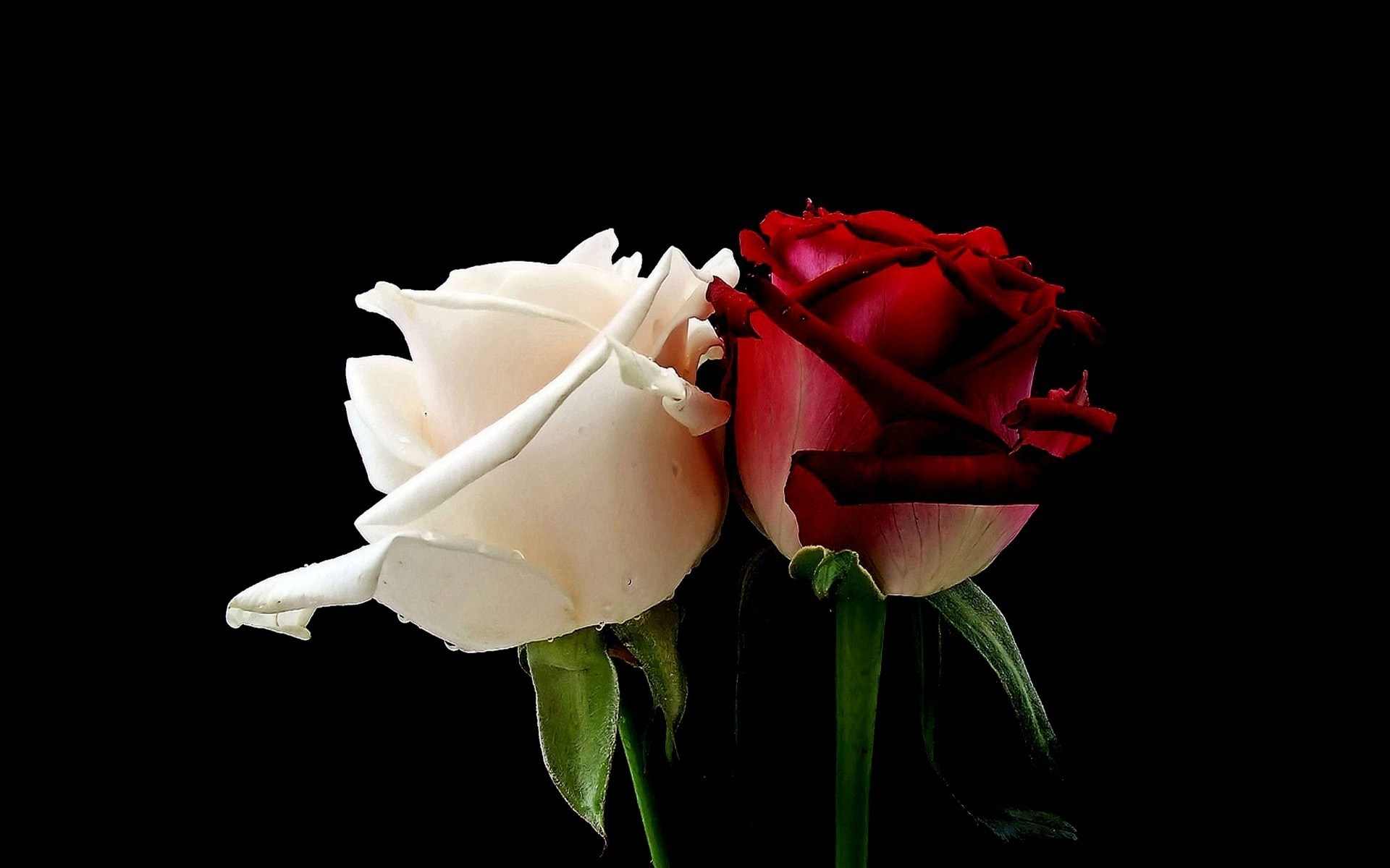Roses White Red 1920 X 1200 red-roses-beauty-parlour-added-red-roses-beauty-parlour