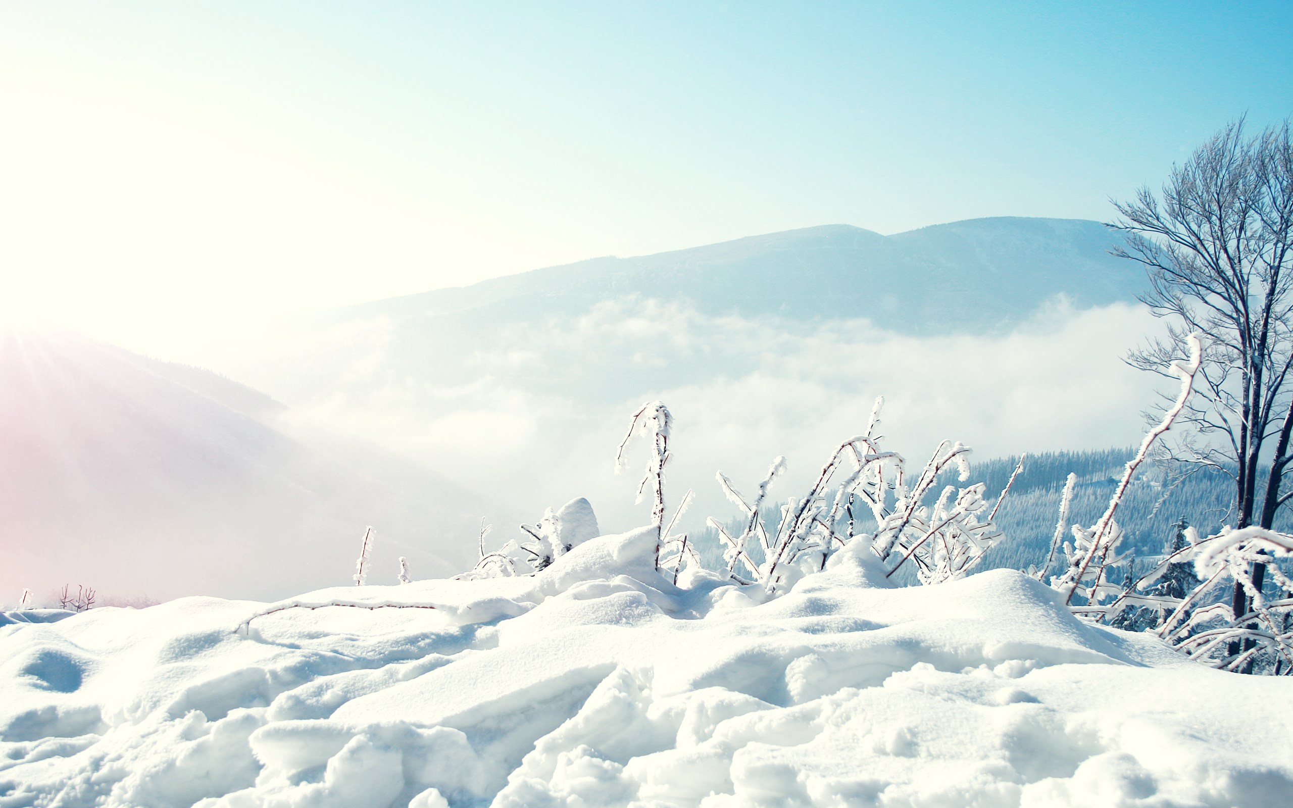 xmas snow 2560 x 1600