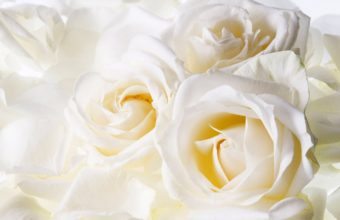 Soft White Roses 1280 x 1024 340x220