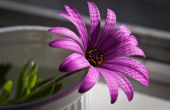 Superb Purple Flower 2560 x 1600 340x220