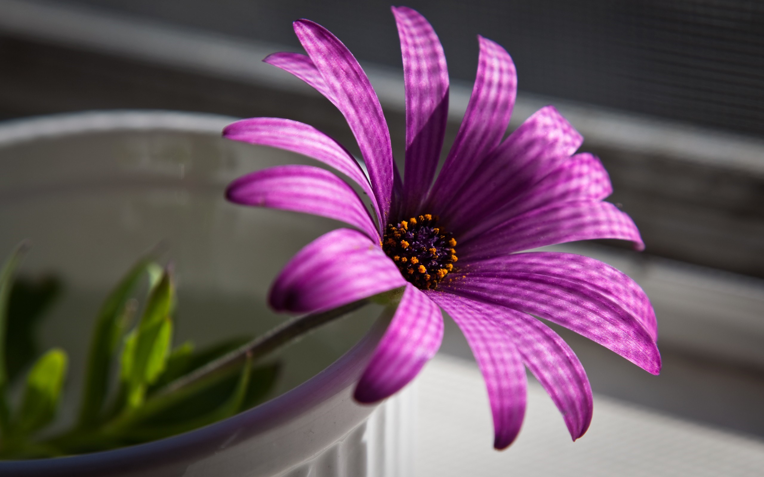 purple flower desktop wallpaper