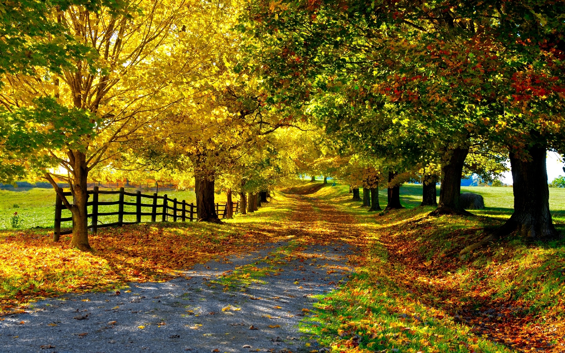 дорога, осень, деревья, листопад загрузить