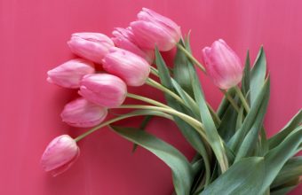 Tulips Pink Flowers Wallpaper 1440x900 1440 x 900 340x220