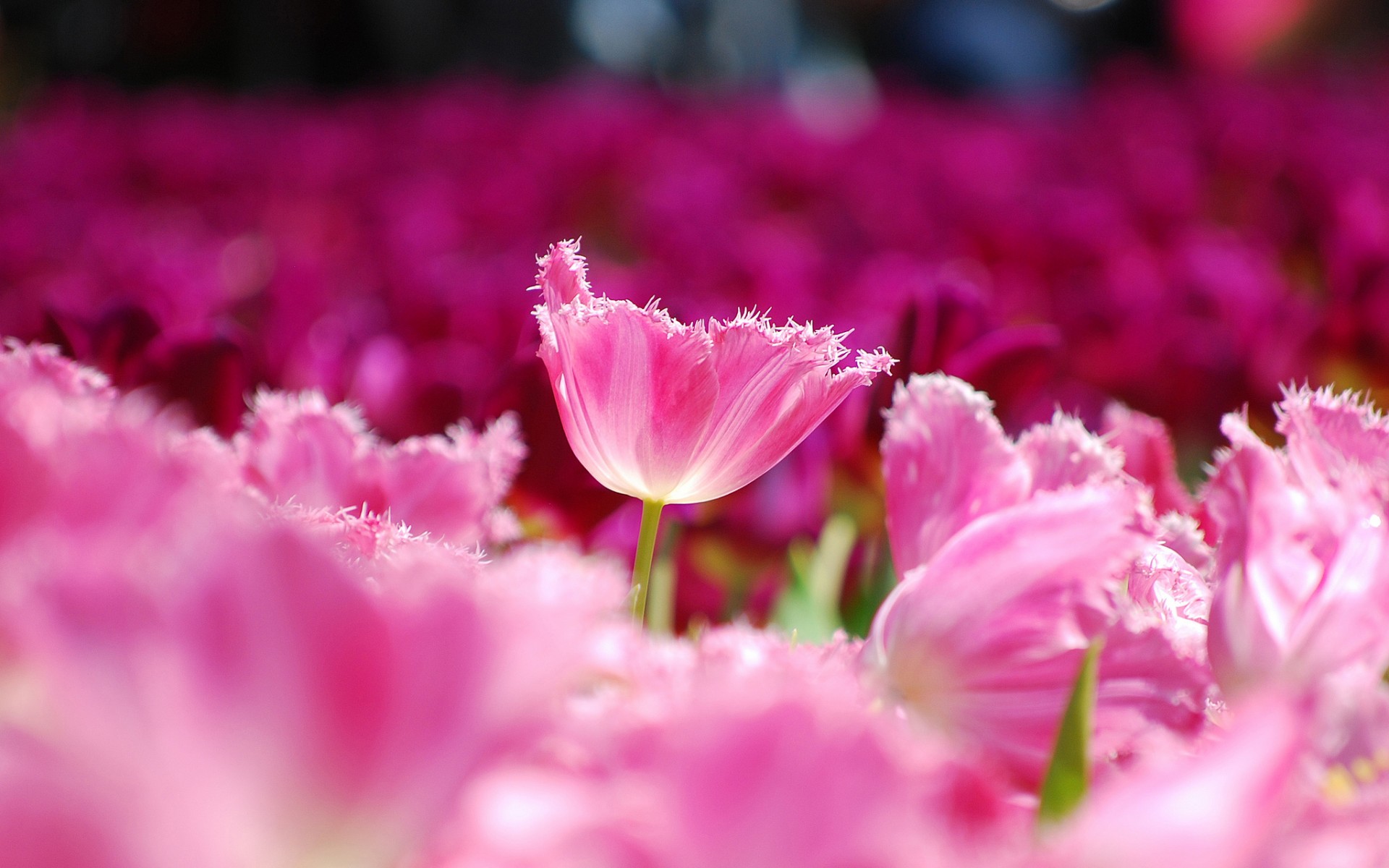 Pink flower Wallpaper 4K Pink background Flowers 2049