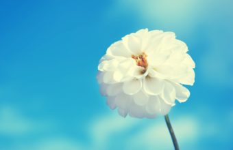 White Flower And Blue Sky 2560 x 1600 340x220