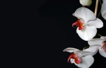 White Orchid 1680 x 1050 340x220
