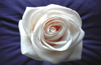 White Rose Widescreen 1680 x 1050 340x220