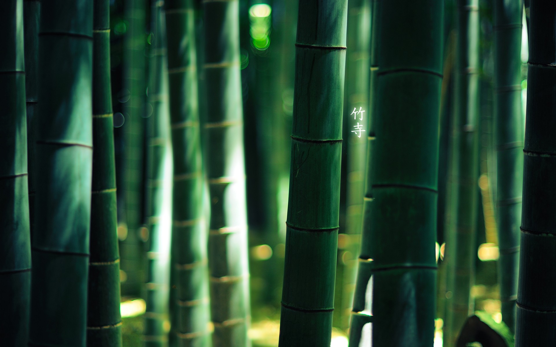 Bamboo Wallpaper 05 19x10