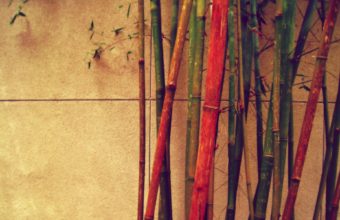 Bamboo Wallpapers