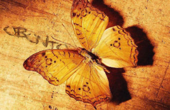 Butterfly Wallpapers 04 1280 x 1024 340x220