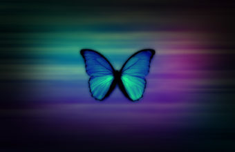 Butterfly Wallpapers