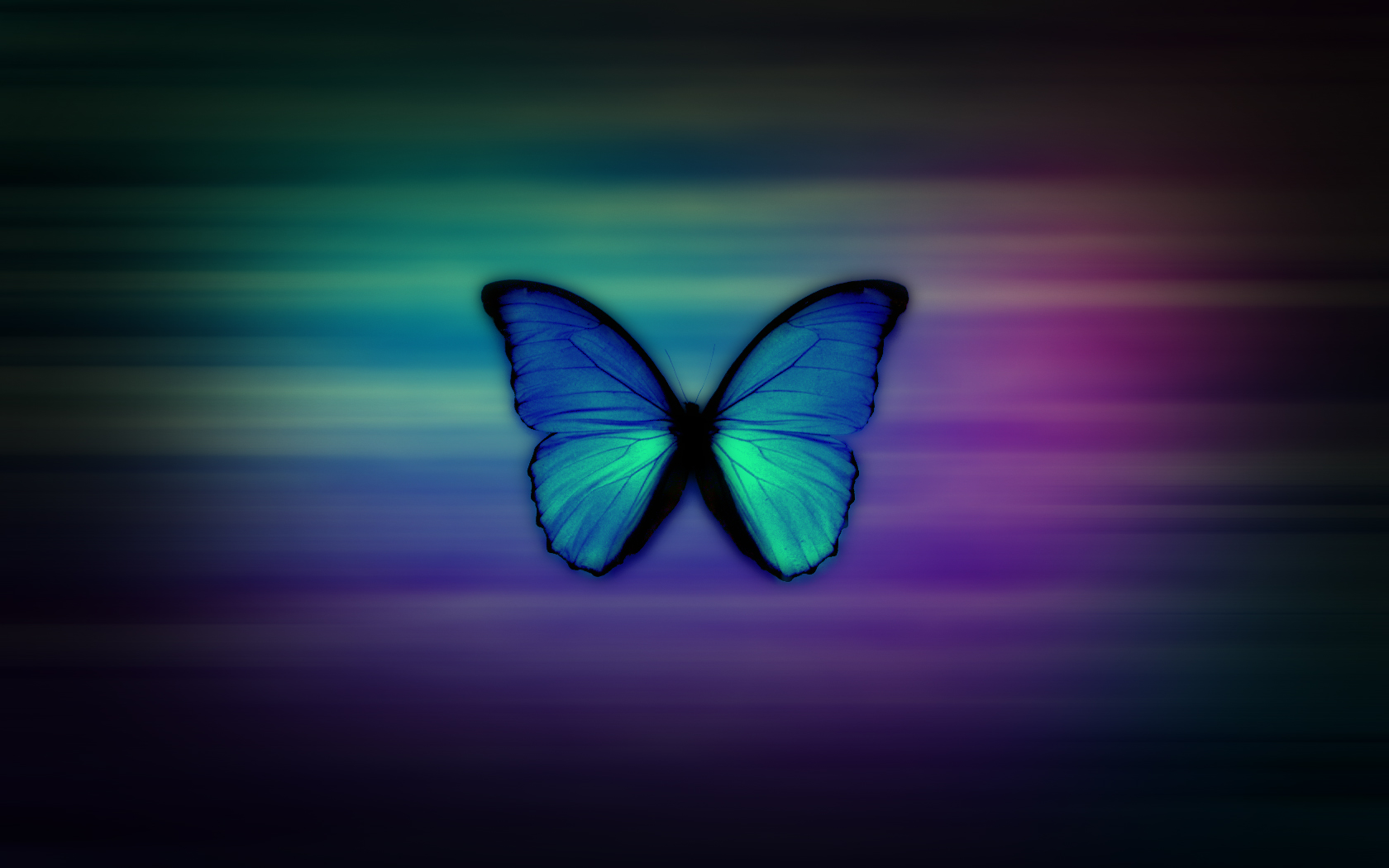 Butterfly Aesthetic Wallpapers HD  PixelsTalkNet