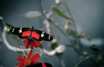Butterfly Wallpapers 07 2560 x 1600 340x220