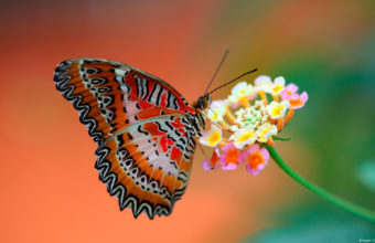 Butterfly Wallpapers 09 1920 x 1200 340x220