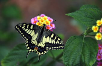 Butterfly Wallpapers 23 1920 x 1200 340x220