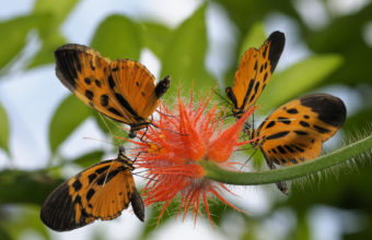 Butterfly Wallpapers 29 1920 x 1080 340x220