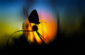 Butterfly Wallpapers 34 1920 x 1200 340x220