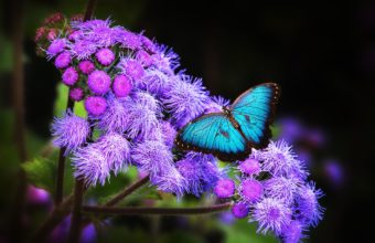 Butterfly Wallpapers 36 2560 x 1600 340x220