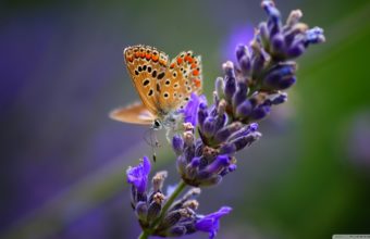 Butterfly Wallpapers 43 2560 x 1440 340x220
