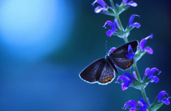 Butterfly Wallpapers 46 1920 x 1200 340x220