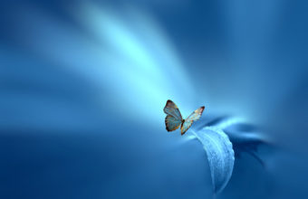 Butterfly Wallpapers 50 2048 x 1365 340x220