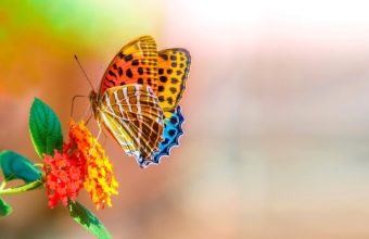 Butterfly Wallpapers 51 1920 x 1200 340x220