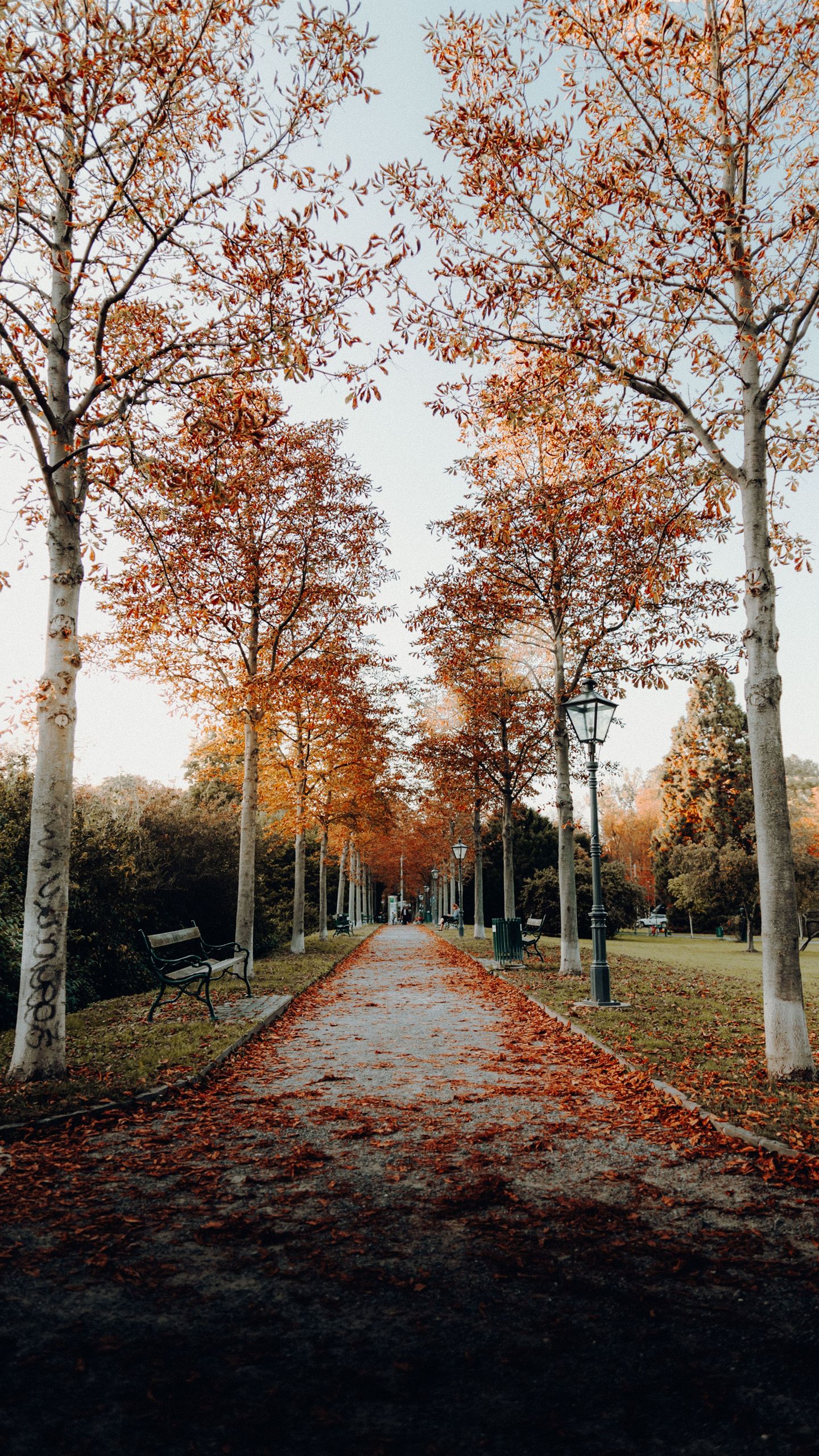 Fall Phone Wallpaper - 029